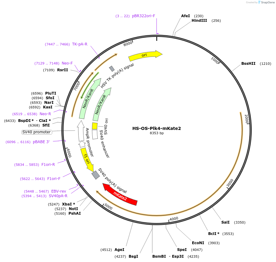 105944-plasmid-map-sequence-id-203461