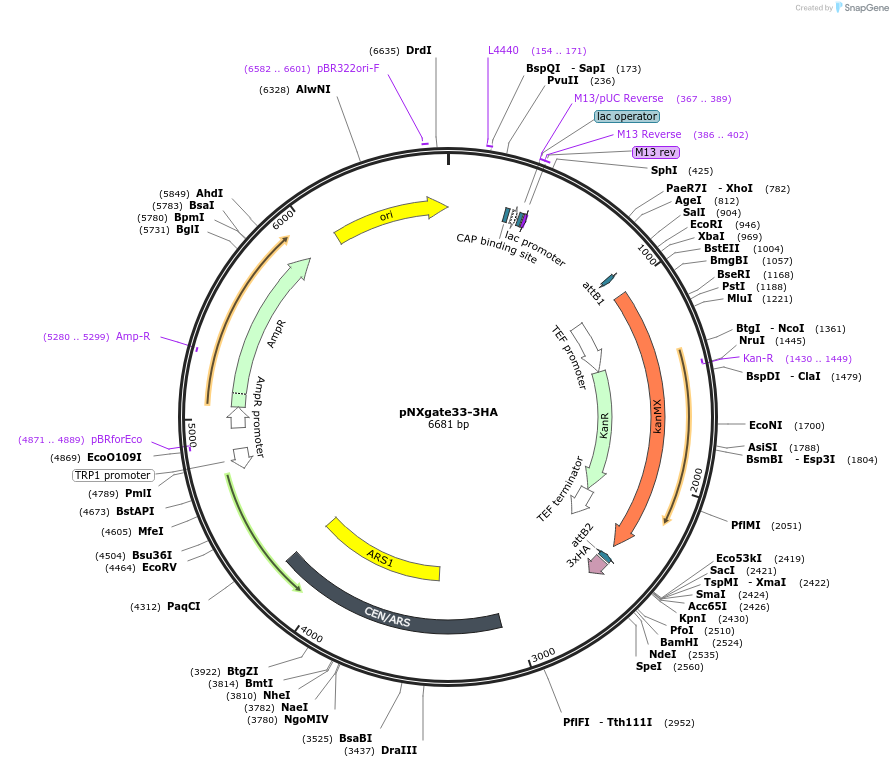 105075-plasmid-map-sequence-id-203462
