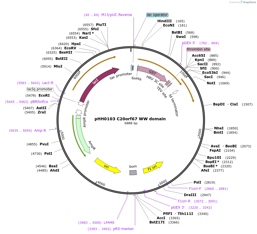 104273-plasmid-map-sequence-id-203480
