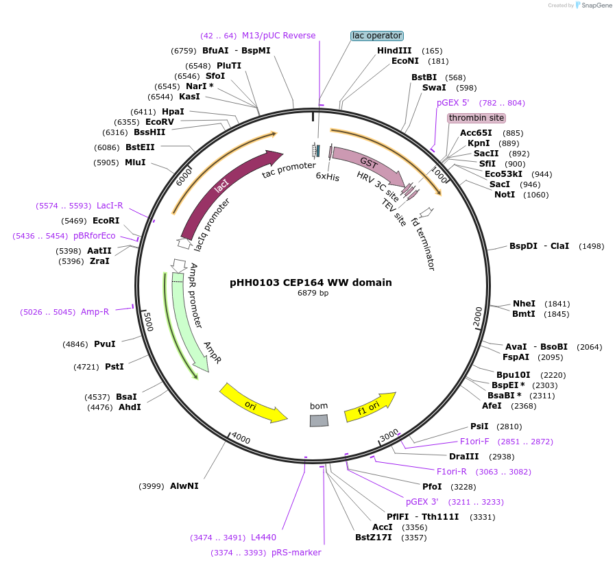 104300-plasmid-map-sequence-id-203483