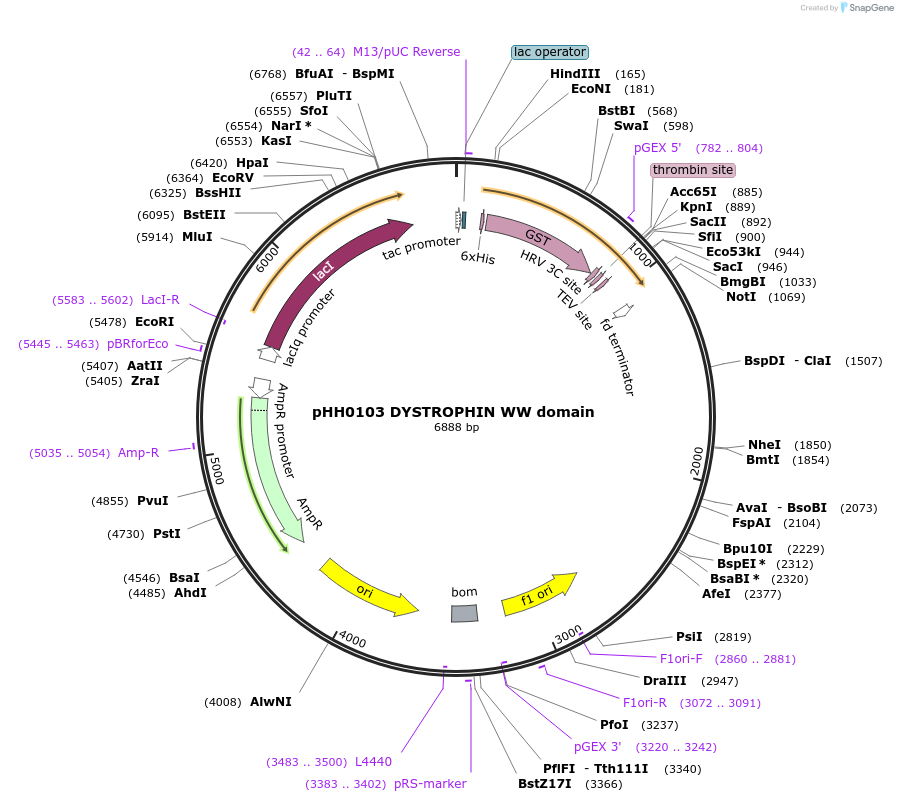 104268-plasmid-map-sequence-id-203487
