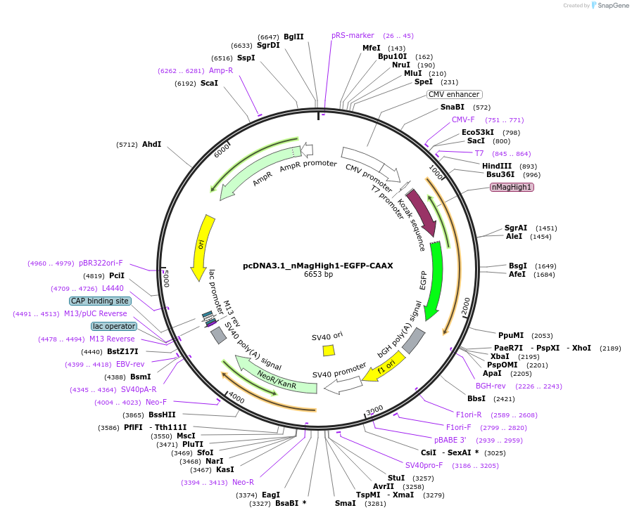 67300-plasmid-map-sequence-id-203495
