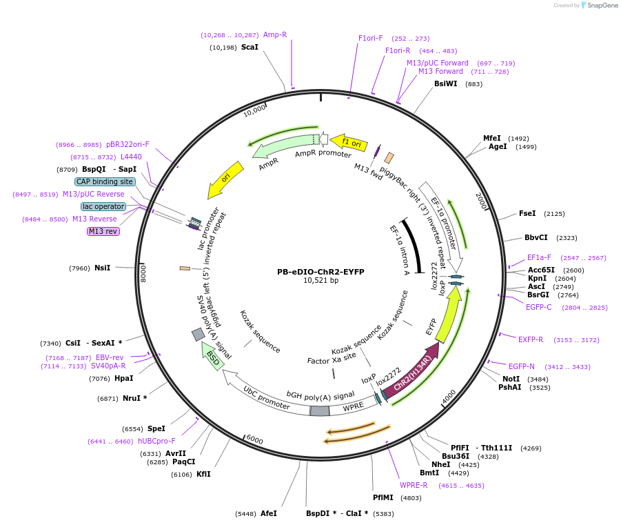 104387-plasmid-map-sequence-id-203589