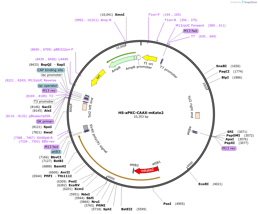 105950-plasmid-map-sequence-id-203597