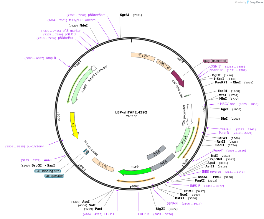 105562-plasmid-map-sequence-id-203607