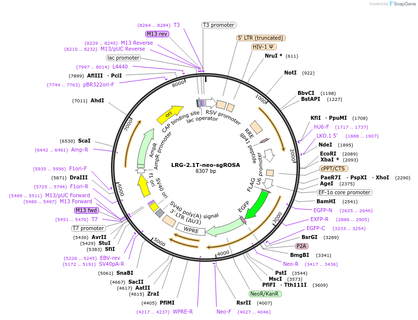 105587-plasmid-map-sequence-id-203610
