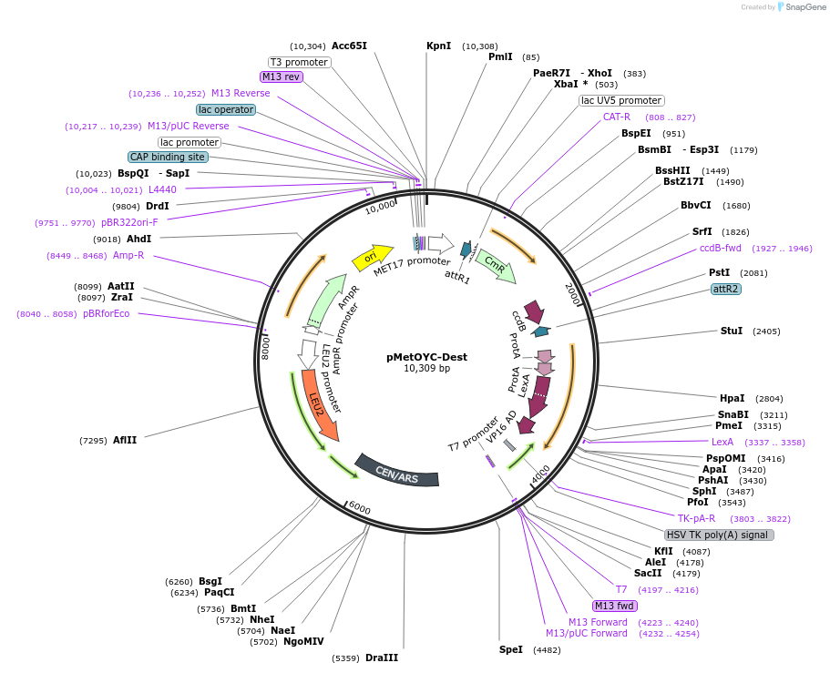 105082-plasmid-map-sequence-id-203614