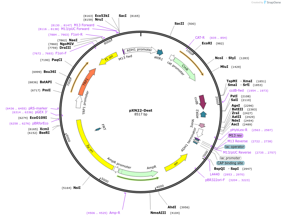 105085-plasmid-map-sequence-id-203616