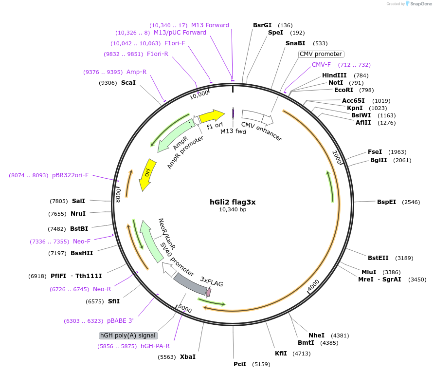 84920-plasmid-map-sequence-id-203620