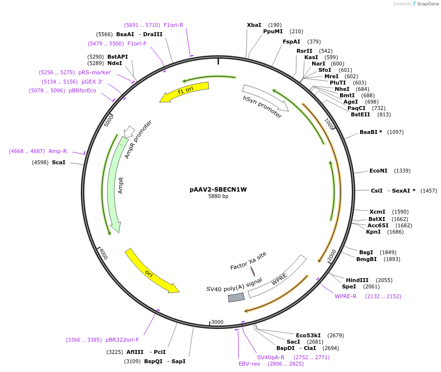 107937-plasmid-map-sequence-id-203625