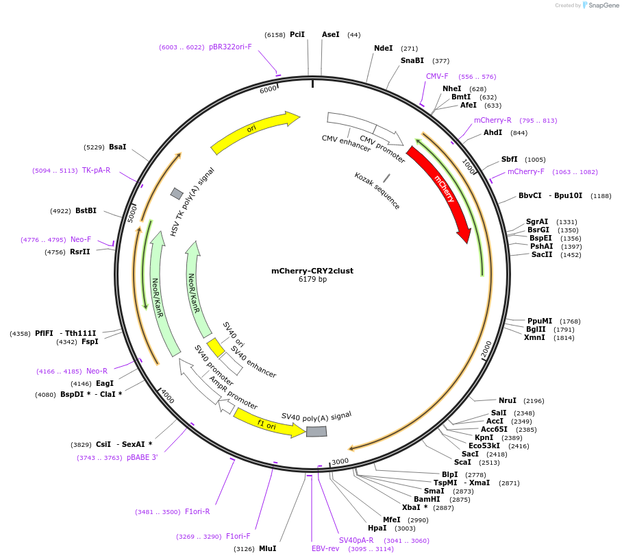 105624-plasmid-map-sequence-id-203642