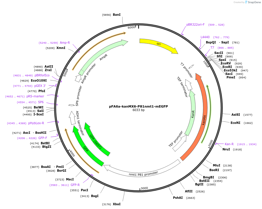 105143-plasmid-map-sequence-id-203643