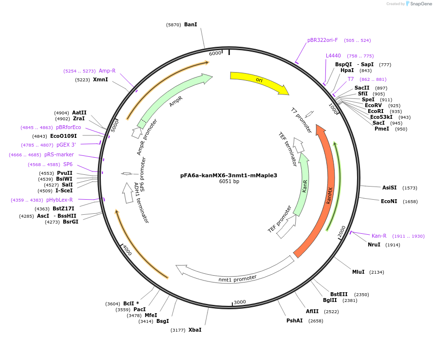 105167-plasmid-map-sequence-id-203646