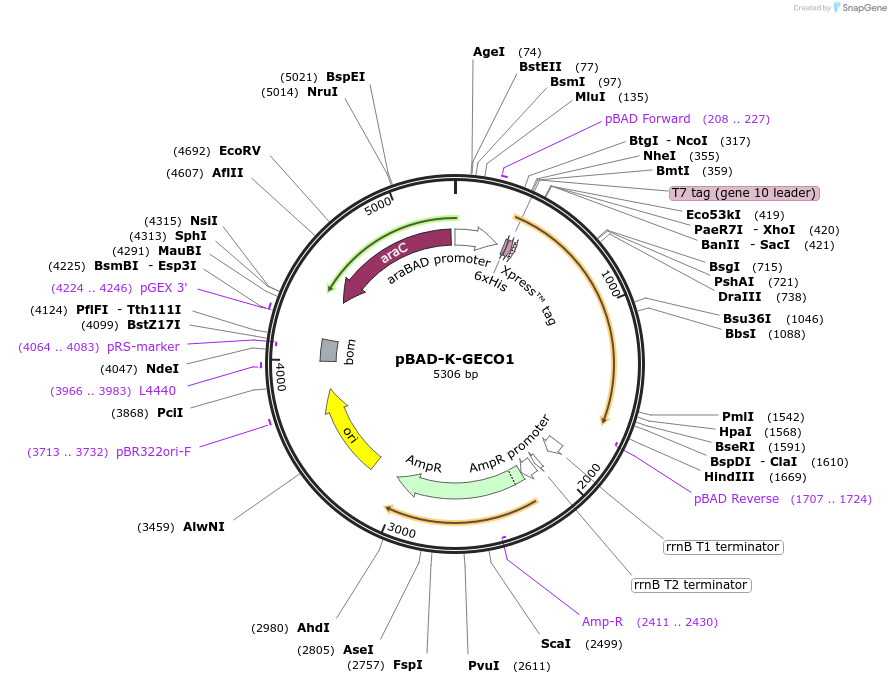 105864-plasmid-map-sequence-id-203651