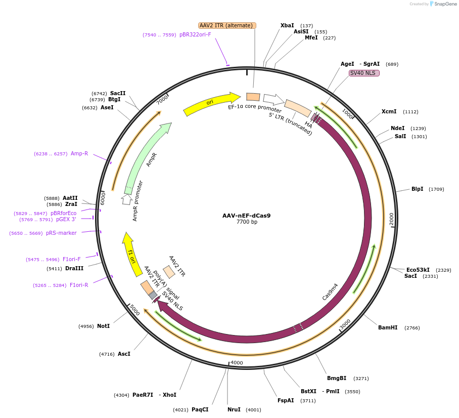 106430-plasmid-map-sequence-id-203663
