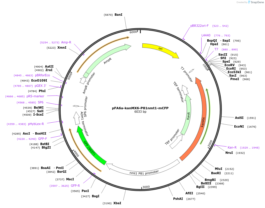 105142-plasmid-map-sequence-id-203664