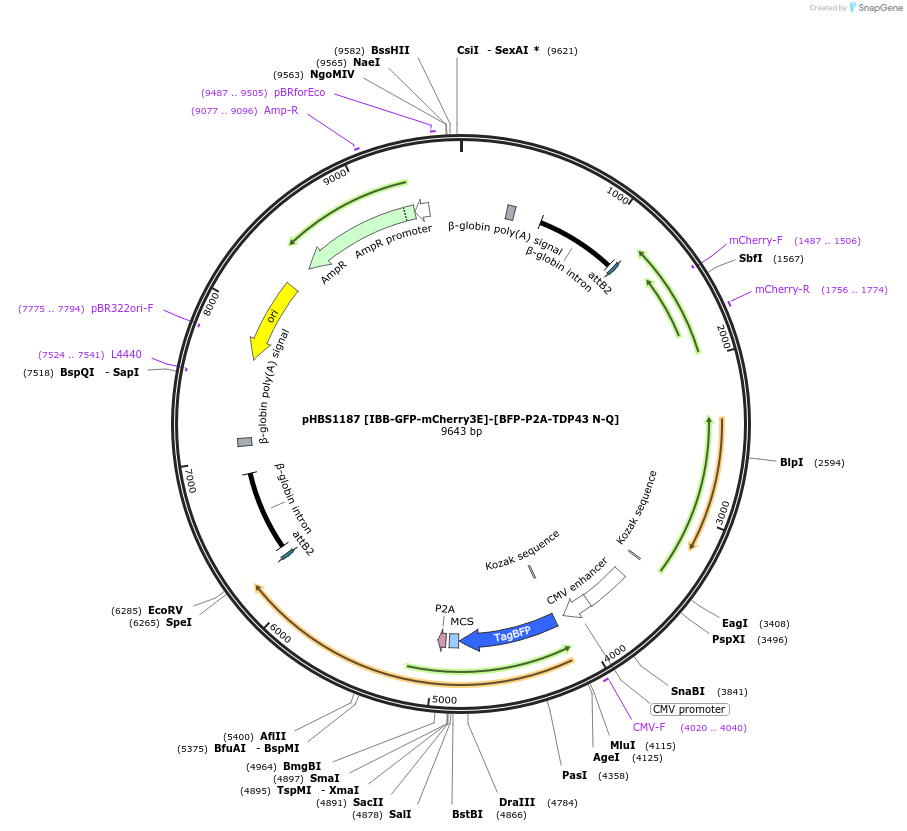 107847-plasmid-map-sequence-id-203699