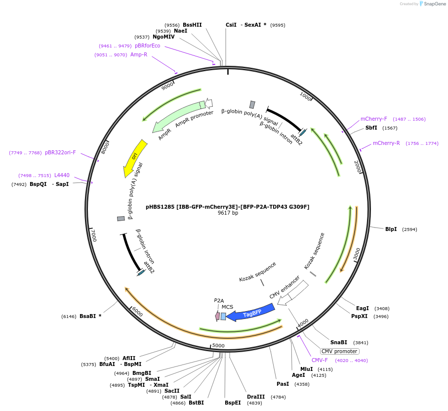 107851-plasmid-map-sequence-id-203702