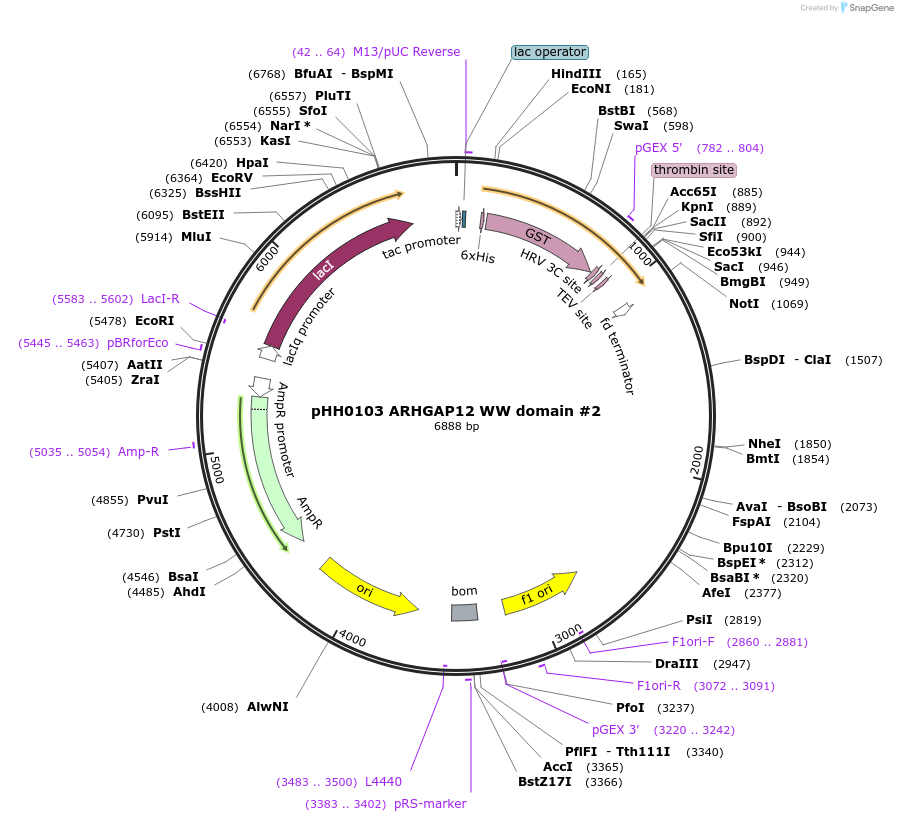 104293-plasmid-map-sequence-id-203711