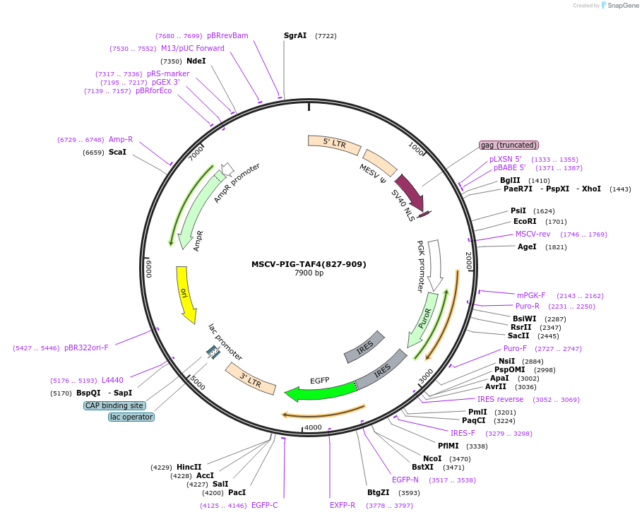 105616-plasmid-map-sequence-id-203713
