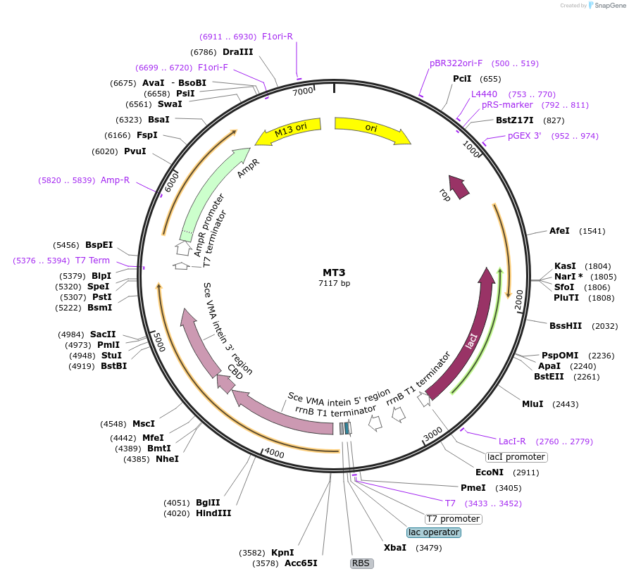 105710-plasmid-map-sequence-id-203719