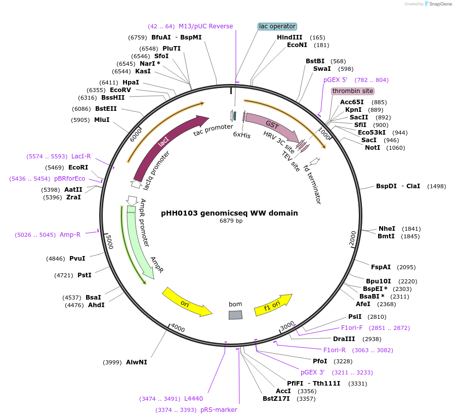 104299-plasmid-map-sequence-id-203728