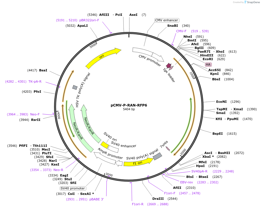 106411-plasmid-map-sequence-id-203765