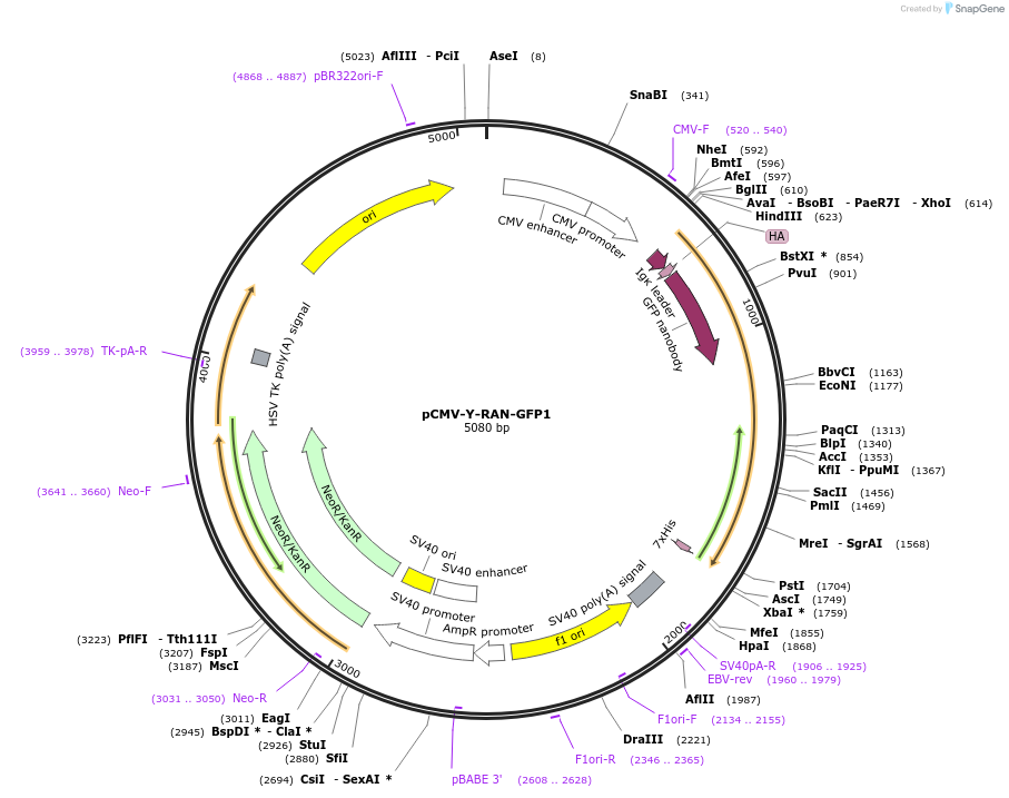 106422-plasmid-map-sequence-id-203793