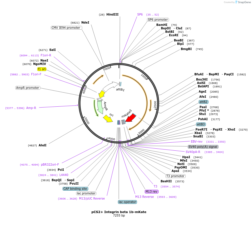105975-plasmid-map-sequence-id-203794