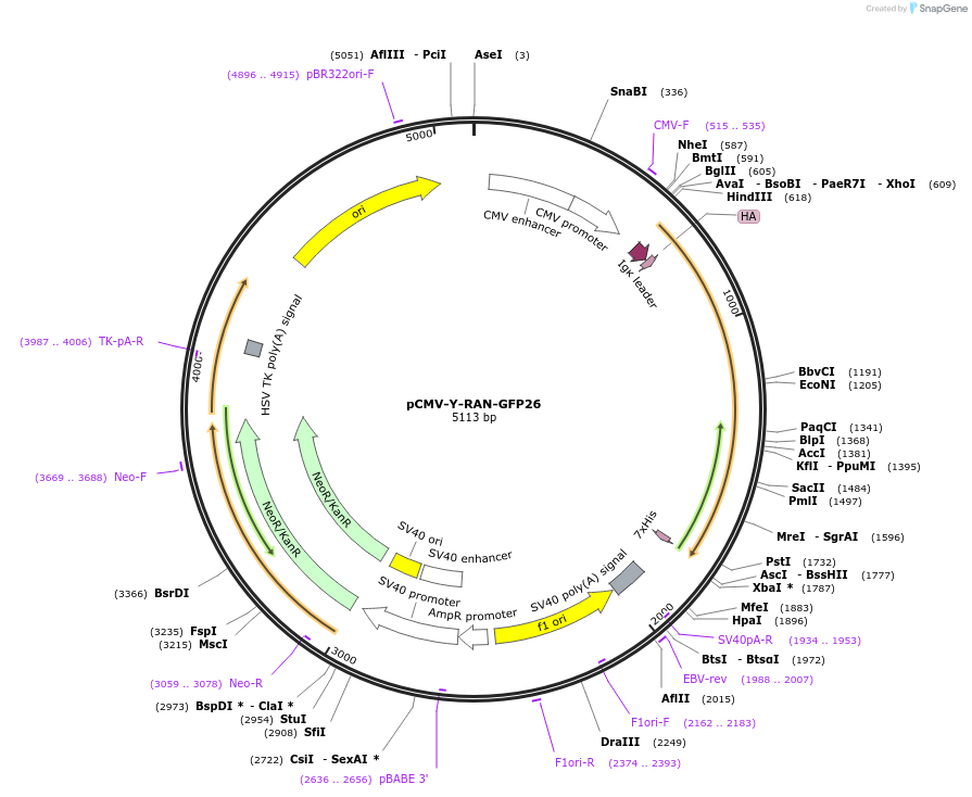 106423-plasmid-map-sequence-id-203796