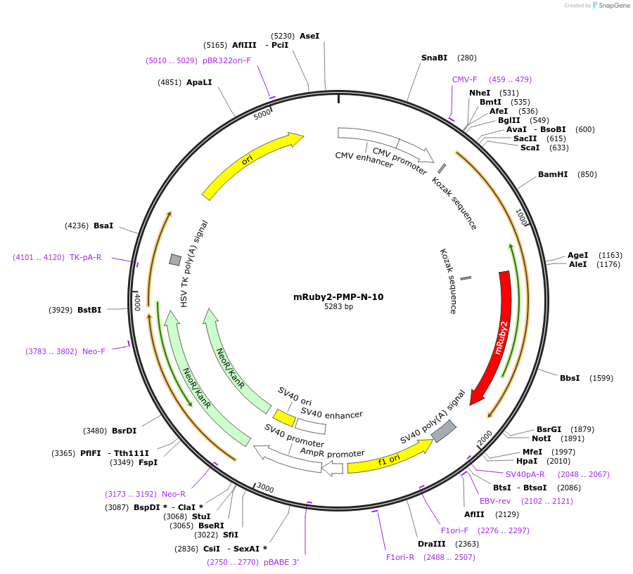 55910-plasmid-map-sequence-id-203803