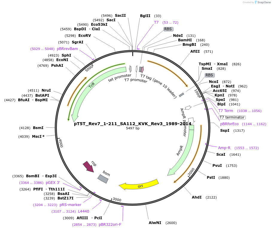 105637-plasmid-map-sequence-id-203819
