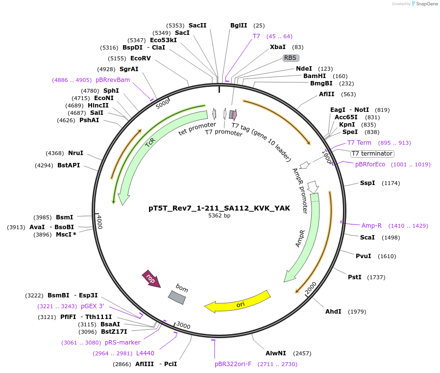 105630-plasmid-map-sequence-id-203820