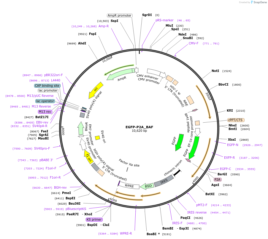 101773-plasmid-map-sequence-id-203838