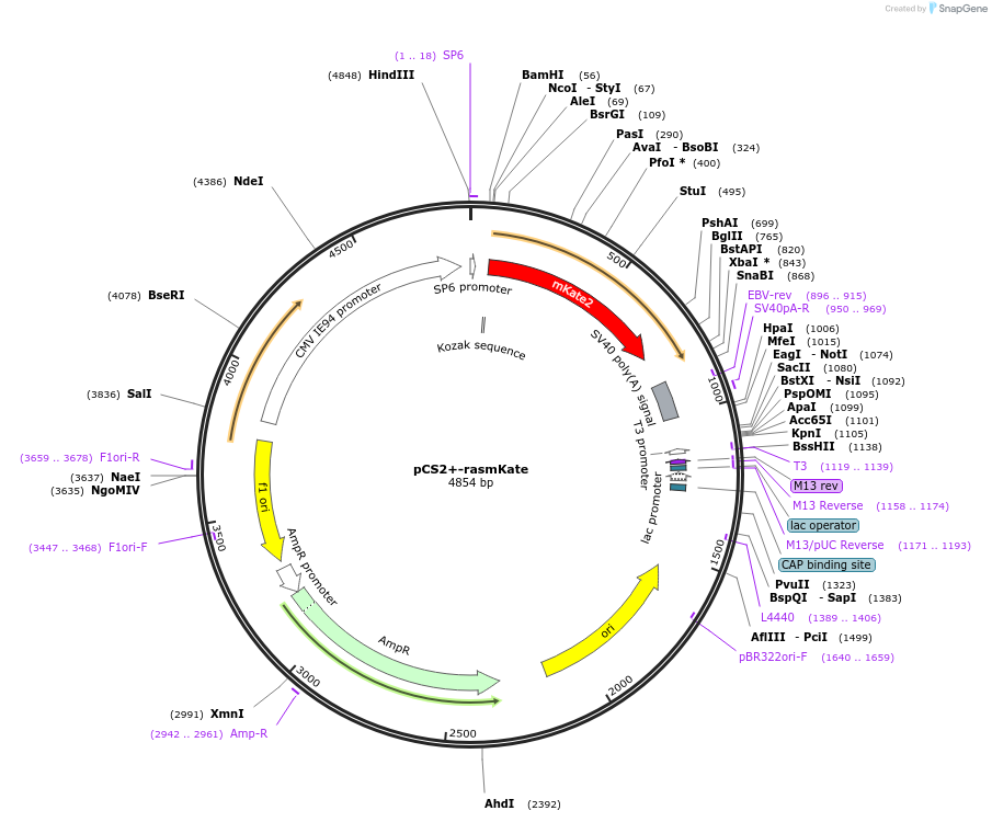 105938-plasmid-map-sequence-id-203904