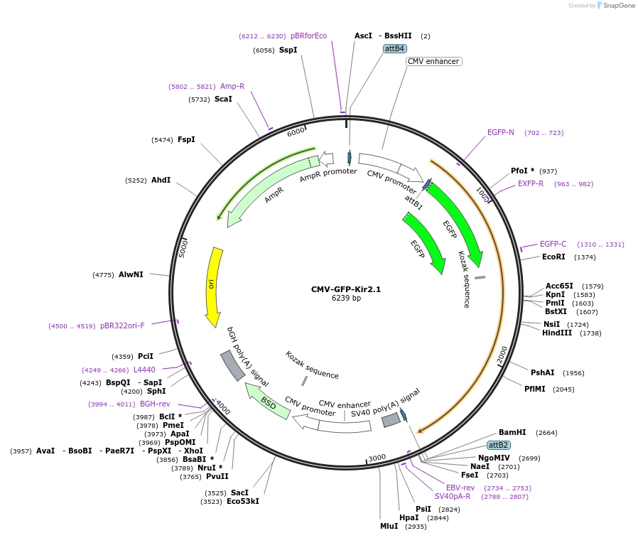 107184-plasmid-map-sequence-id-203927