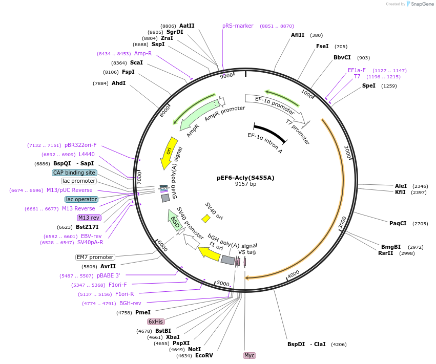 70767-plasmid-map-sequence-id-203955