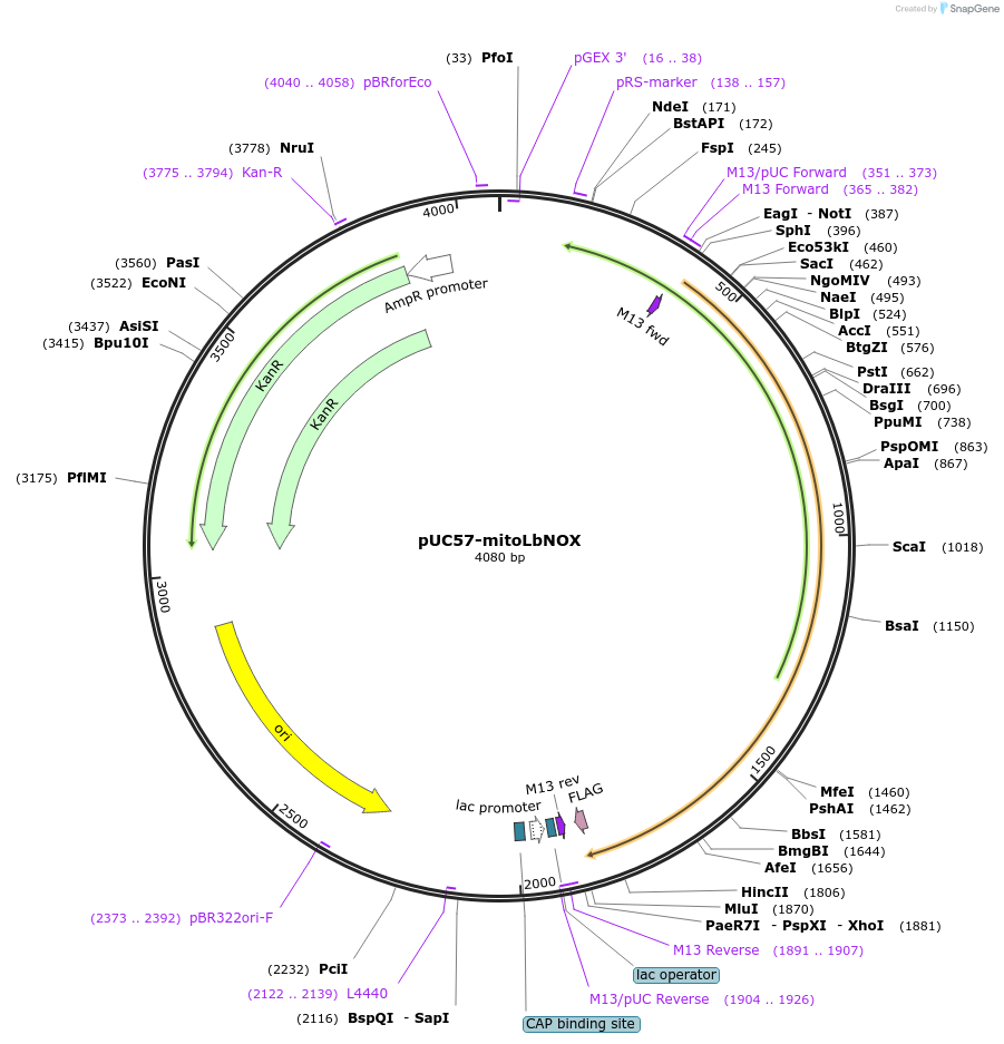 74448-plasmid-map-sequence-id-203966