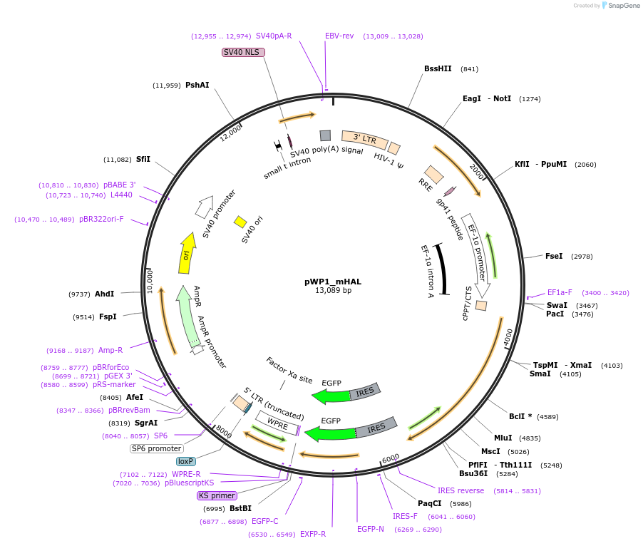 102318-plasmid-map-sequence-id-203995