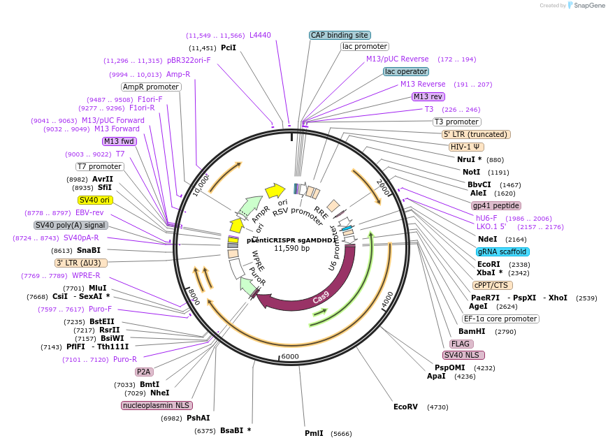 102316-plasmid-map-sequence-id-203997