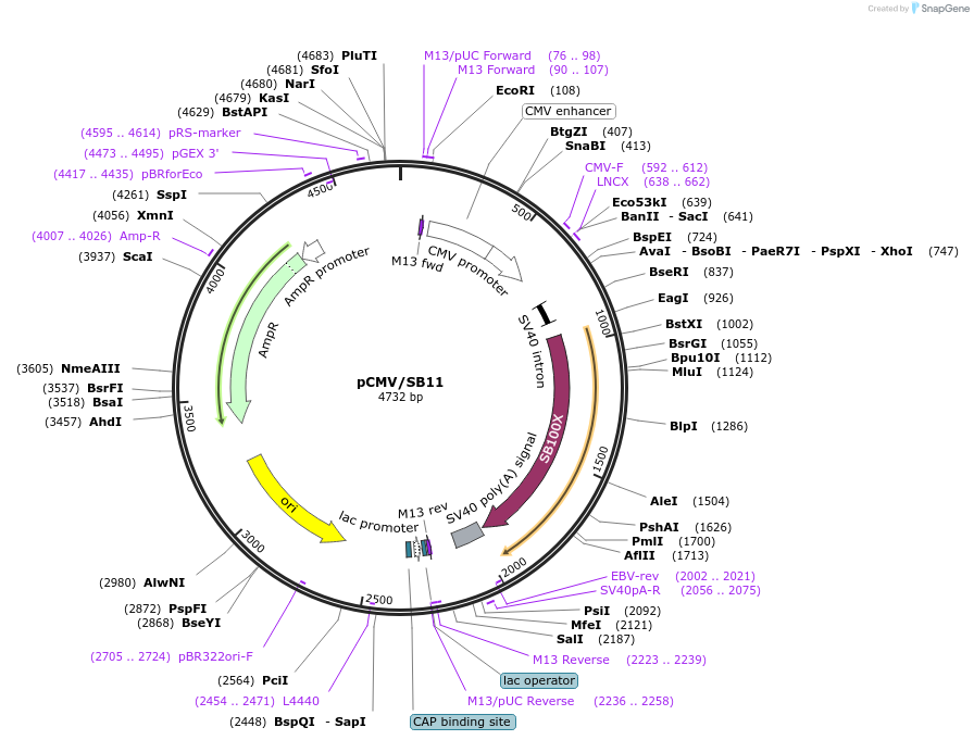 26552-plasmid-map-sequence-id-204001