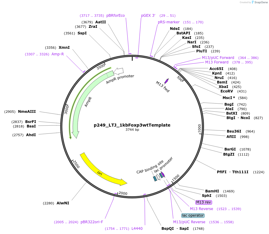 82664-plasmid-map-sequence-id-204128