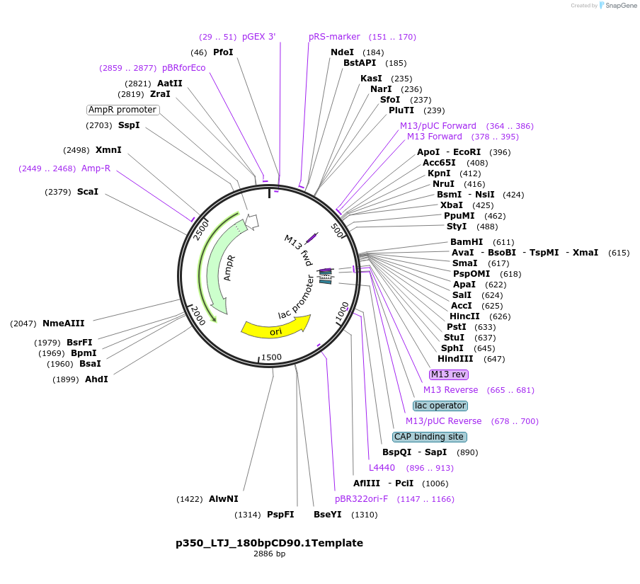 104988-plasmid-map-sequence-id-204132