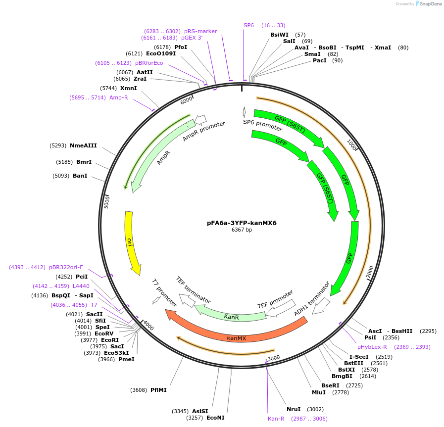 105149-plasmid-map-sequence-id-204149