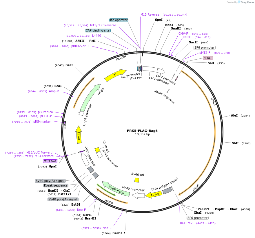 61836-plasmid-map-sequence-id-204165