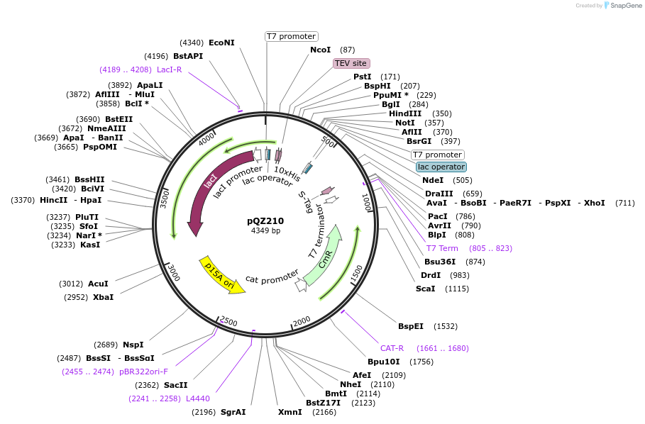 106414-plasmid-map-sequence-id-204167
