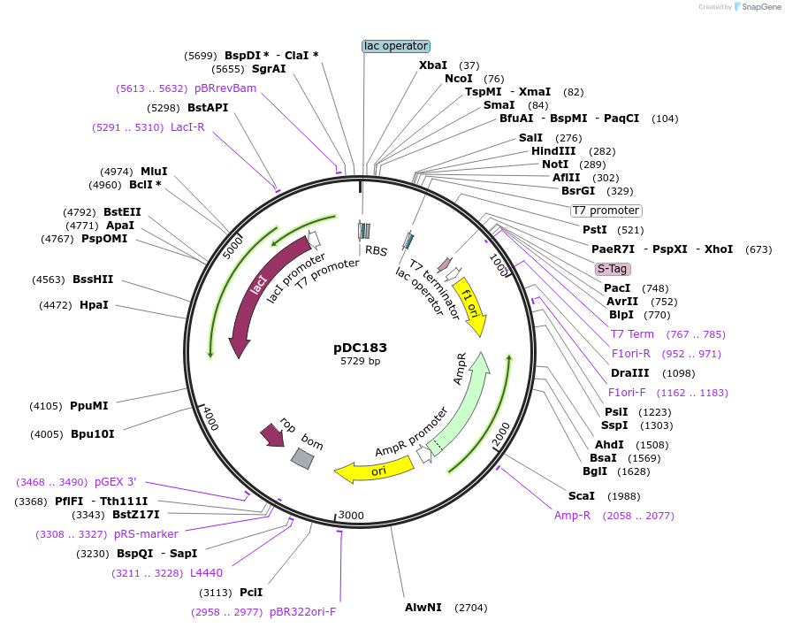 106415-plasmid-map-sequence-id-204169
