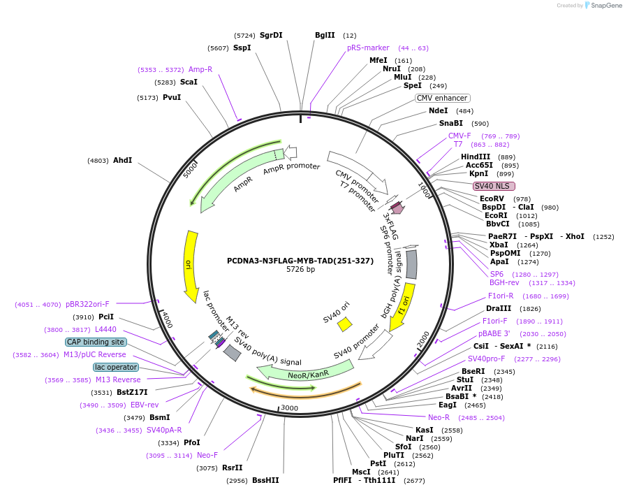 105611-plasmid-map-sequence-id-204171