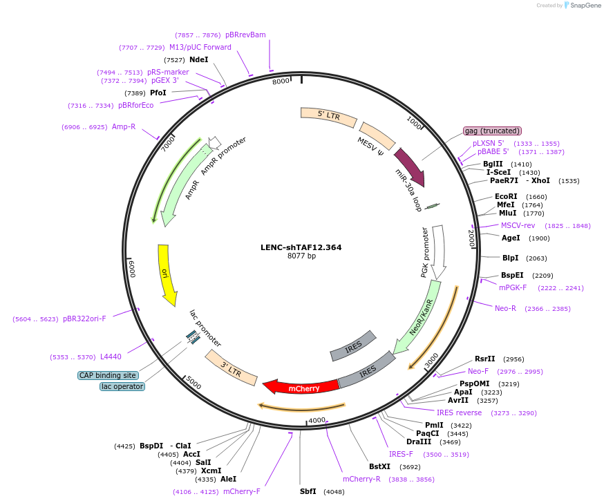 105579-plasmid-map-sequence-id-204176