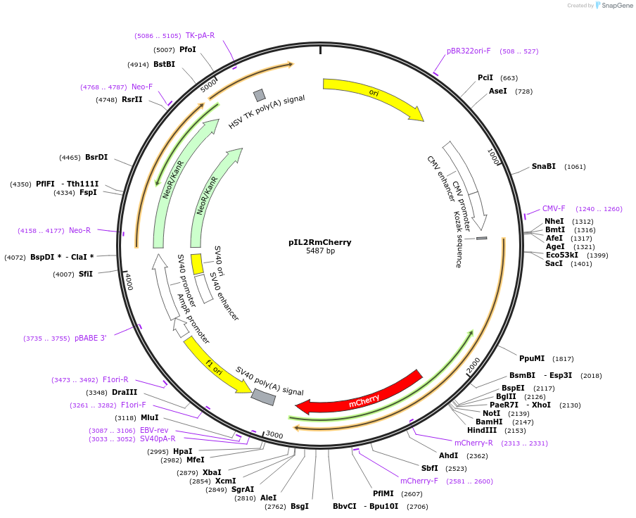 105317-plasmid-map-sequence-id-204183
